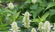 Agastache rugosa 'Alabaster'