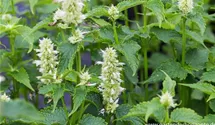 Agastache rugosa 'Alabaster'