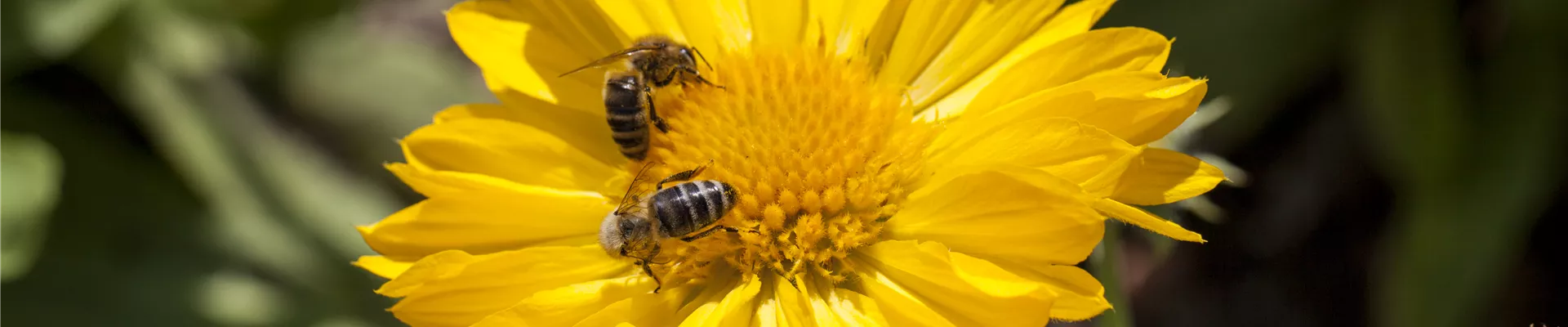 Gaillardia x grandiflora