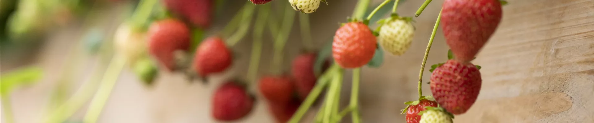 Fragaria