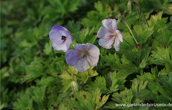 Garten-Storchschnabel 'Lilac Ice'®