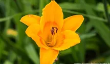 Hemerocallis x cult.'Lucretius'