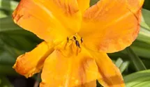 Hemerocallis x cult.'Lucretius'