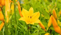 Hemerocallis x cult.'Lucretius'