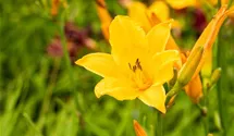 Hemerocallis x cult.'Lucretius'