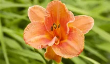 Hemerocallis x cult.'Gentle Shepherd'