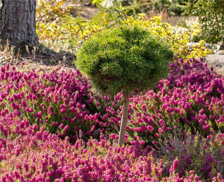 Heide bringt Farbe in den Herbst