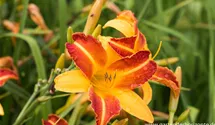 Hemerocallis x cult.'Frans Hals'