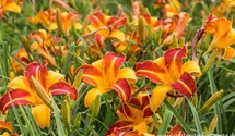 Hemerocallis x cult.'Frans Hals'