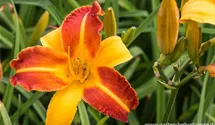 Hemerocallis x cult.'Frans Hals'