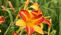 Hemerocallis x cult.'Frans Hals'