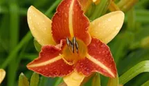 Hemerocallis x cult.'Frans Hals'