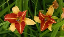 Hemerocallis x cult.'Frans Hals'