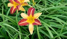 Hemerocallis x cult.'Frans Hals'