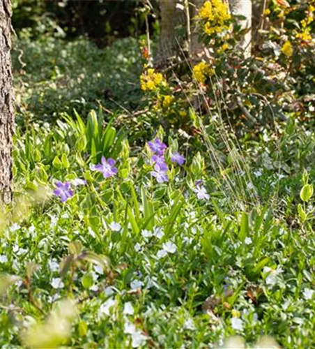 Bodendeckende Stauden für eine flächige Begrünung