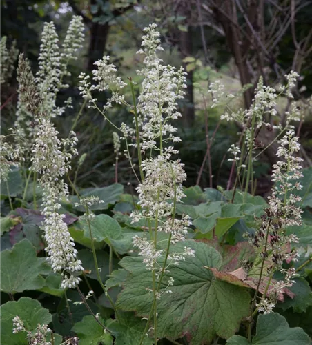 Heuchera villosa var.macrorrhiza