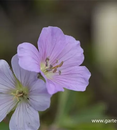Geranium maculatum 'Chatto'