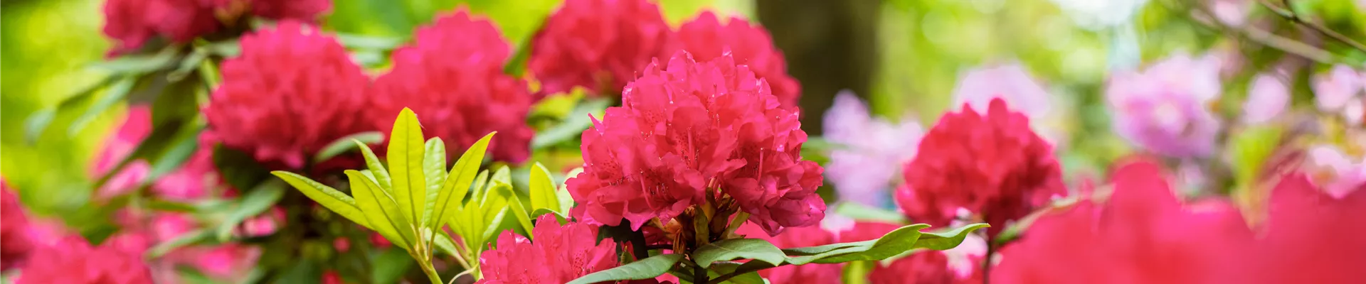 Rhododendron 'Vilem Heckel'