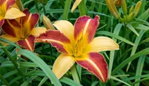 Hemerocallis x cult.'Frans Hals'