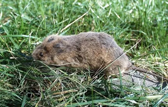 Das jeweils richtige Mittel zur Schädlingsbekämpfung finden