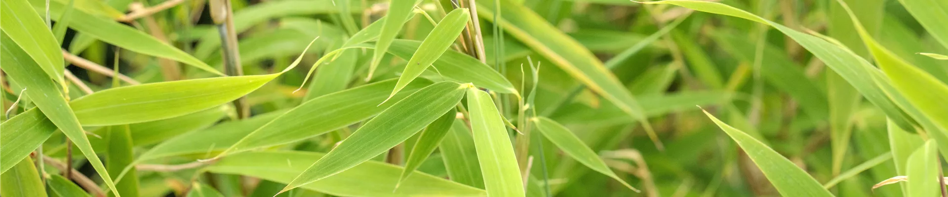 Fargesia murielae 'Bimbo'