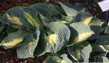 Hosta sieboldiana 'Dream Weaver'