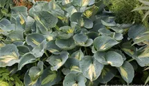 Hosta sieboldiana 'Dream Weaver'