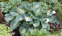 Hosta sieboldiana 'Dream Weaver'