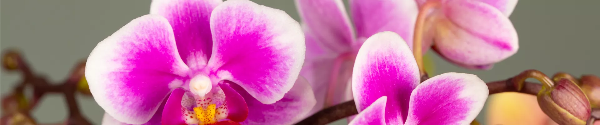 Phalaenopsis multiflora