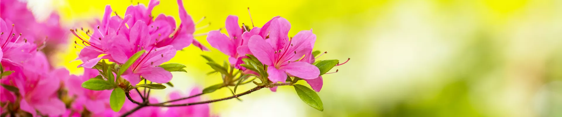 Rhododendron obtusum 'Hinomayo'