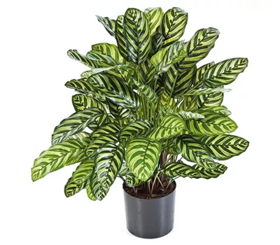 fleur ami CALATHEA Kunstpflanze