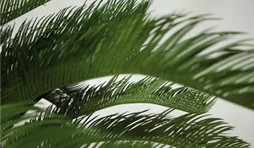 fleur ami CYCASPALME DELUXE Kunstpflanze