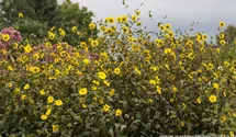 Helianthus microcephalus