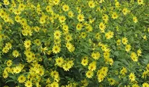 Helianthus microcephalus