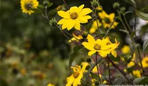 Helianthus microcephalus