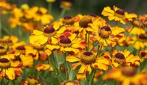 Helenium x cult.'Rauchtopas'