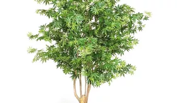 fleur ami AHORN DELUXE Kunstpflanze