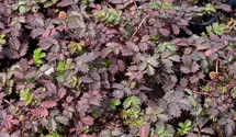 Acaena microphylla 'Kupferteppich'