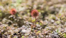 Acaena microphylla 'Kupferteppich'