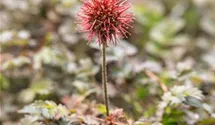 Acaena microphylla 'Kupferteppich'