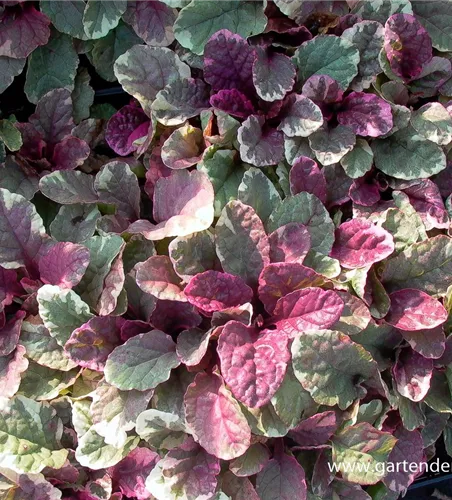 Garten-Günsel 'Burgundy Glow'