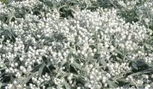 Anaphalis triplinervis 'Sommerschnee'