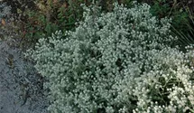 Anaphalis triplinervis 'Sommerschnee'