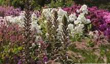 Acanthus mollis 'Morning Candle'