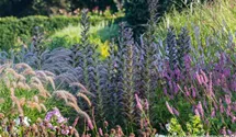 Acanthus mollis 'Morning Candle'