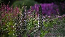 Acanthus mollis 'Morning Candle'