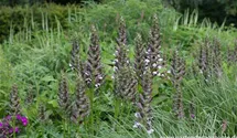 Acanthus mollis 'Morning Candle'