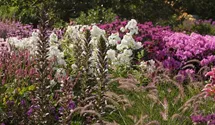 Acanthus mollis 'Morning Candle'