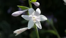 Hosta plantaginea 'Guacamole'