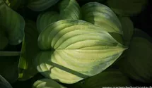 Hosta plantaginea 'Guacamole'